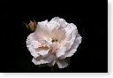 rode rozen roos rosa flora natuur bloem bloemen cultivars cultivar fleurop rosaceae tuin rozentuin valentijn valentijsdag romantiek liefde merci
